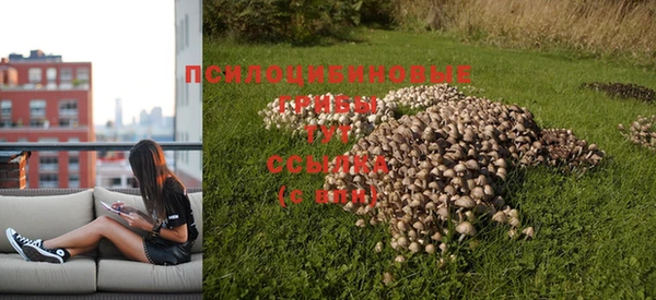прущие грибы Покачи